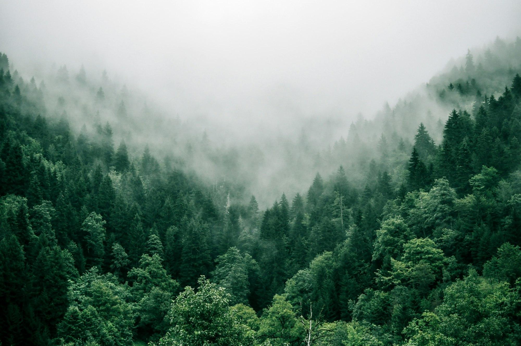 Forested hills under low mist