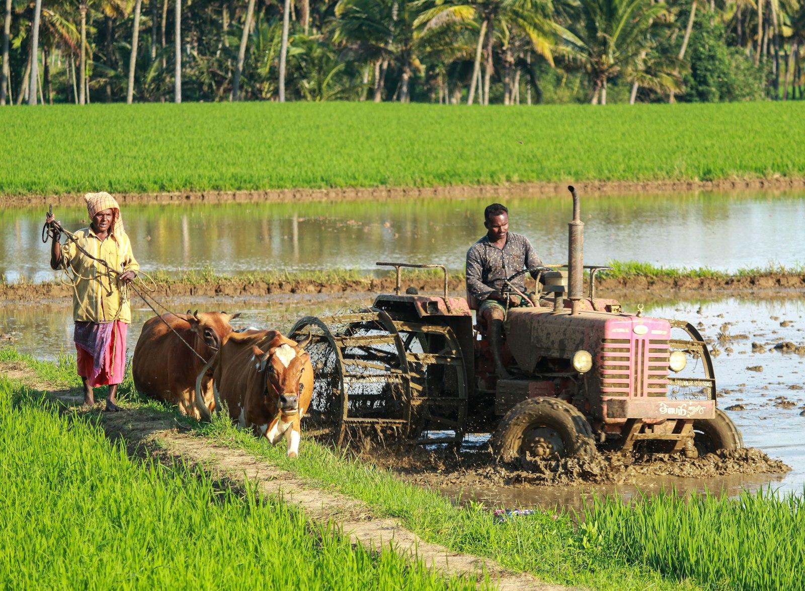 Farmers working a rice paddy fringed by coconut palms