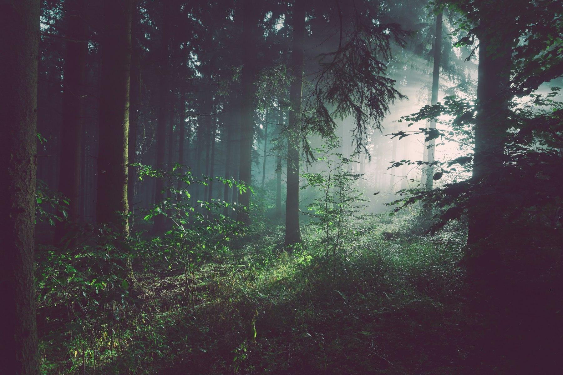 Mist drifting through a dark forest