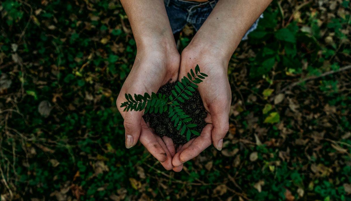 Cupped hands holding a young sapling in soil