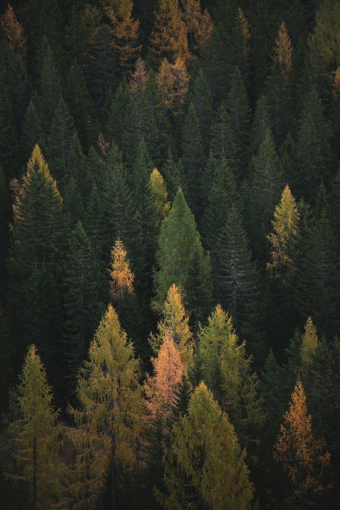 A conifer stand from above, dark spruce among autumn larches