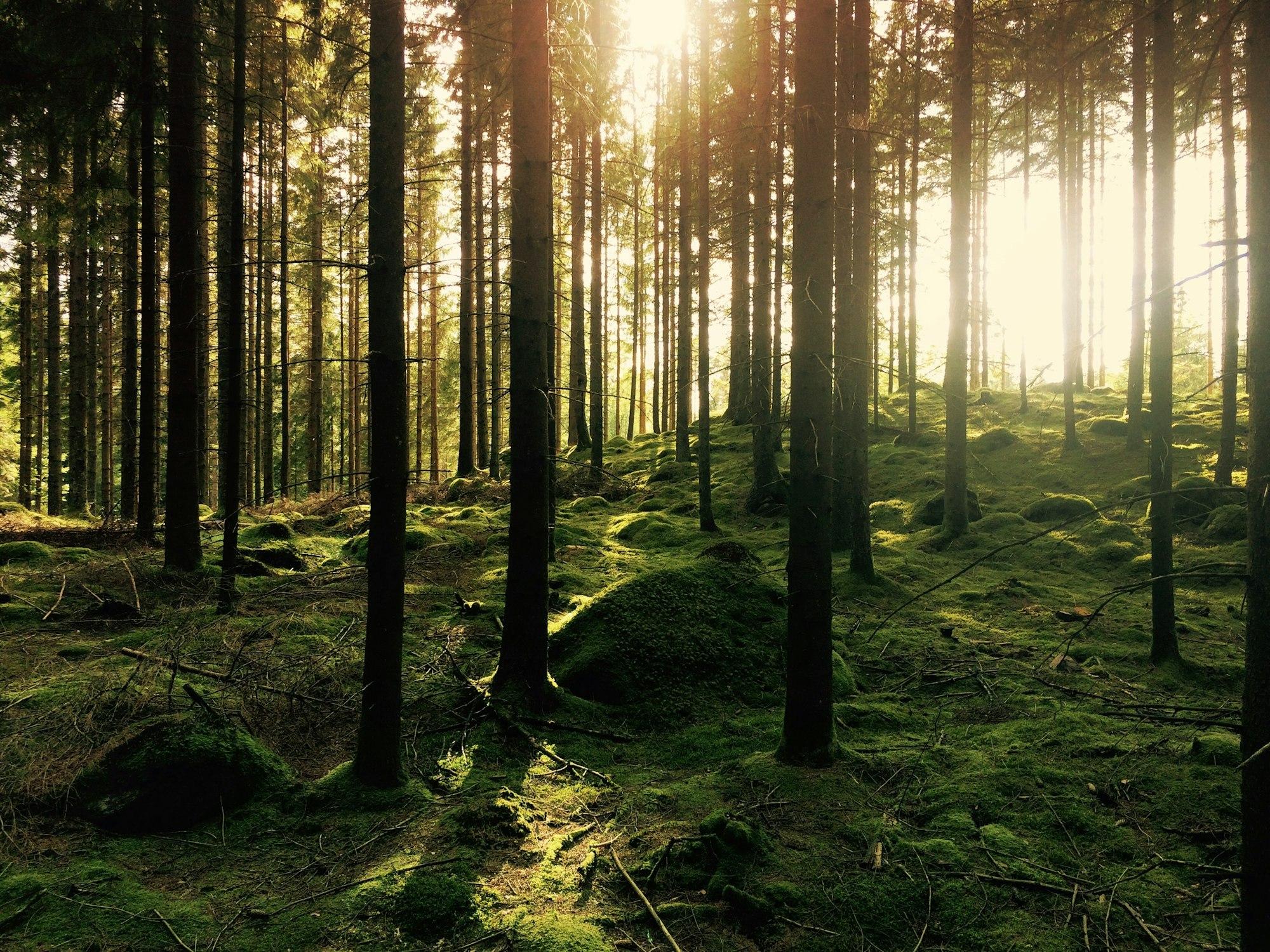 Low sun through a spruce forest with a mossy floor