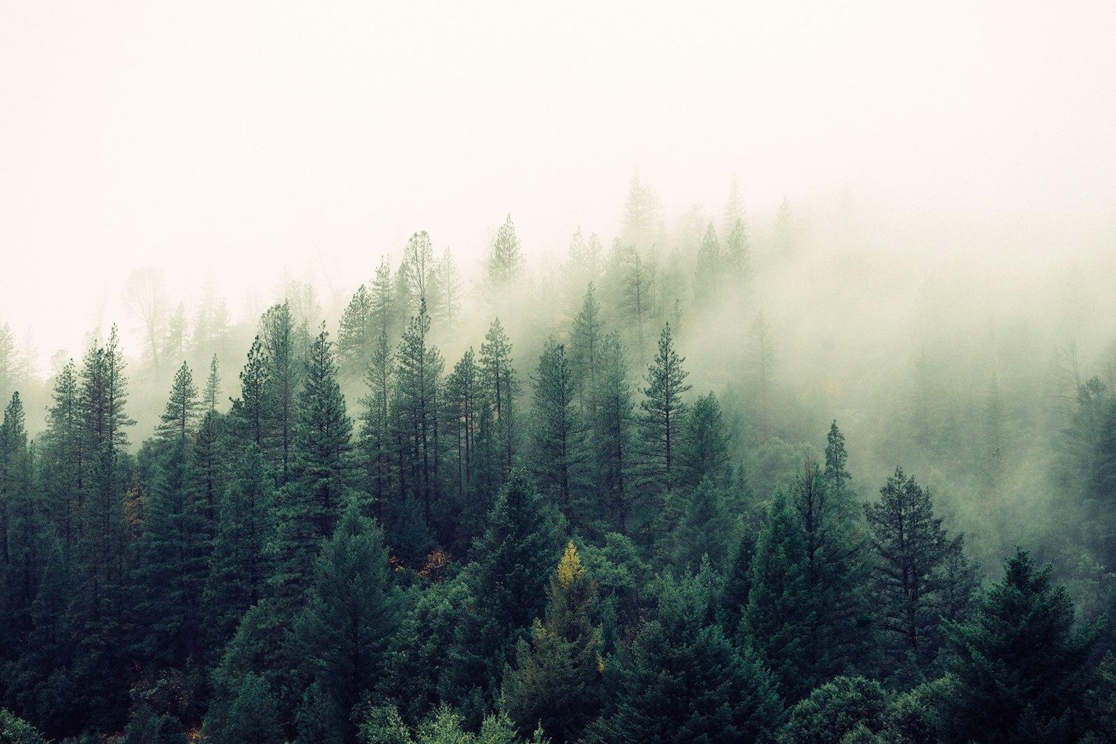 Conifer forest on a hillside under low mist