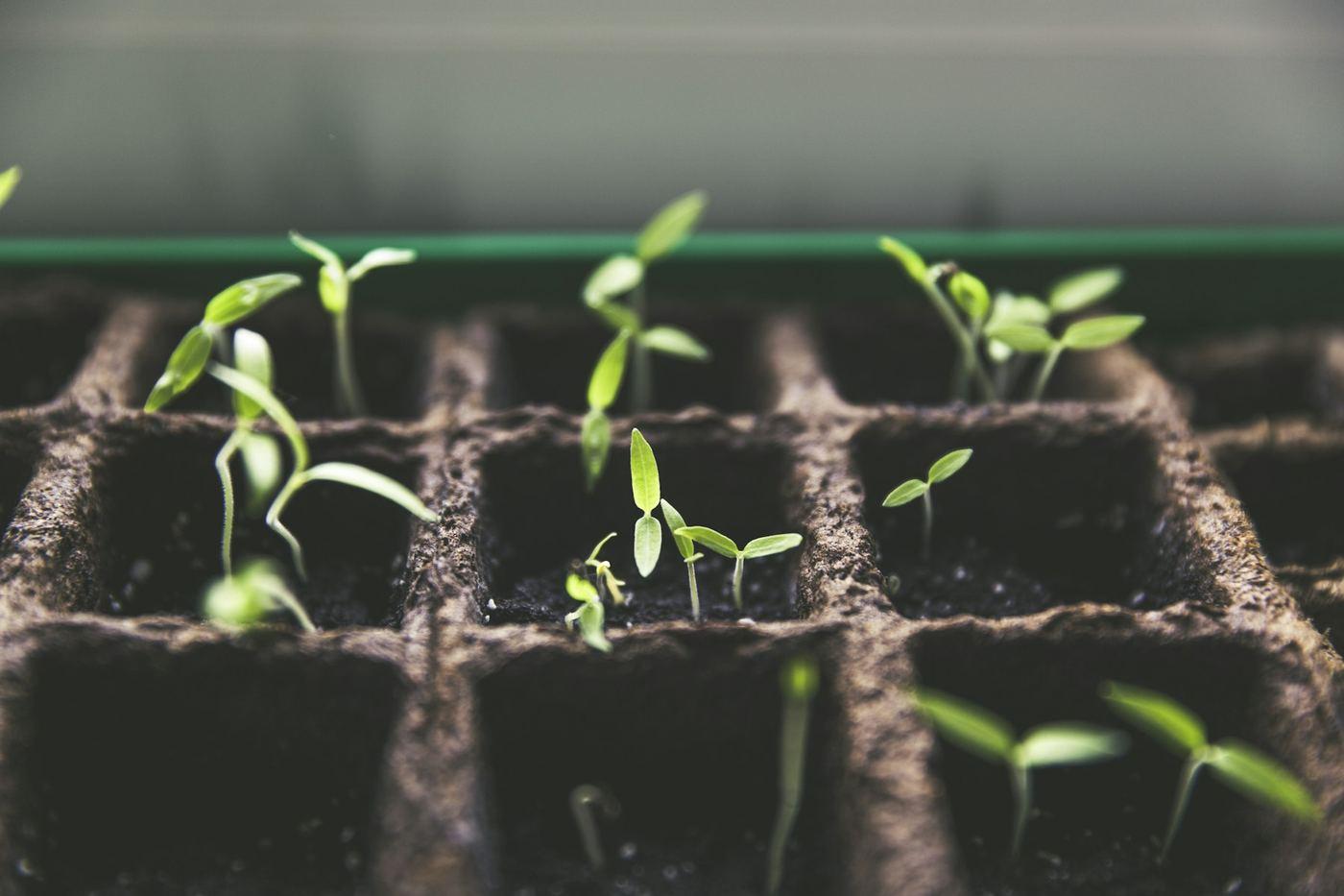 Seedlings sprouting in a nursery tray