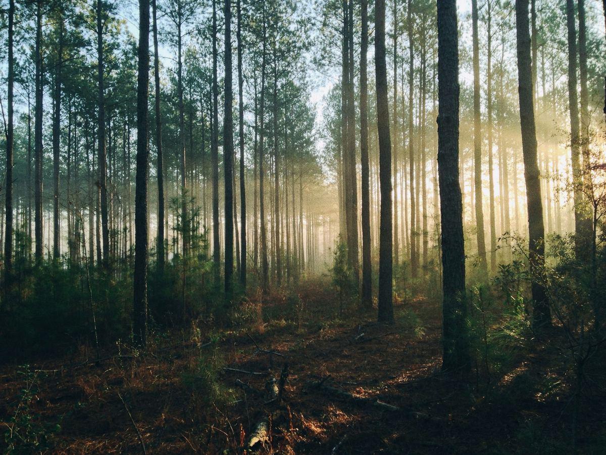 Morning light through a stand of tall pines