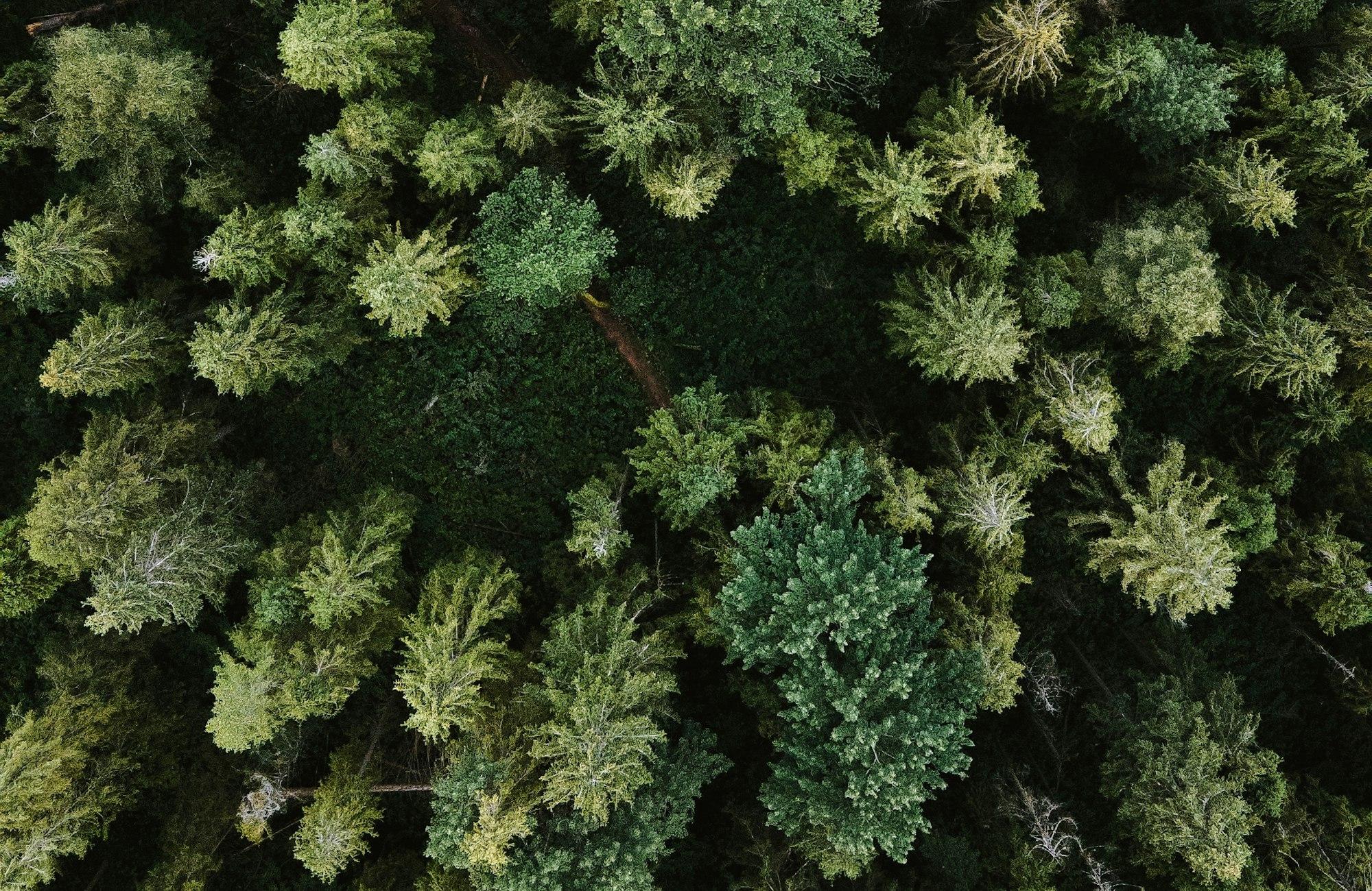 Looking straight down onto the crowns of a conifer forest