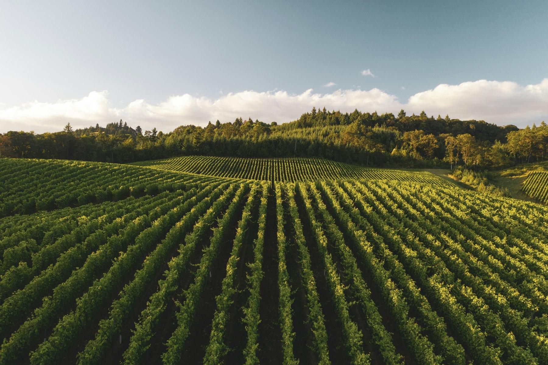 Long planted rows across a hillside, with woodland beyond