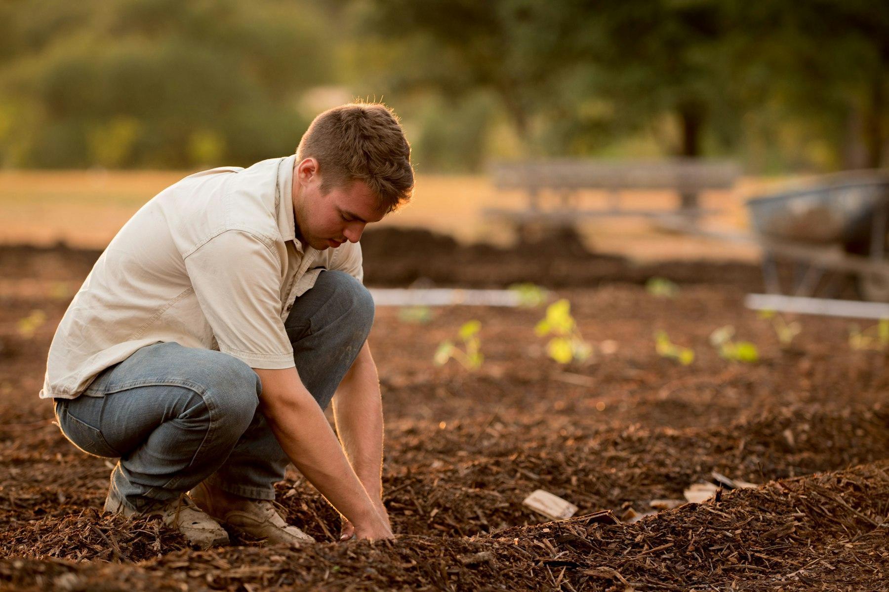 A person kneeling to plant saplings in freshly mulched ground